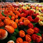 A'dam Tulpen