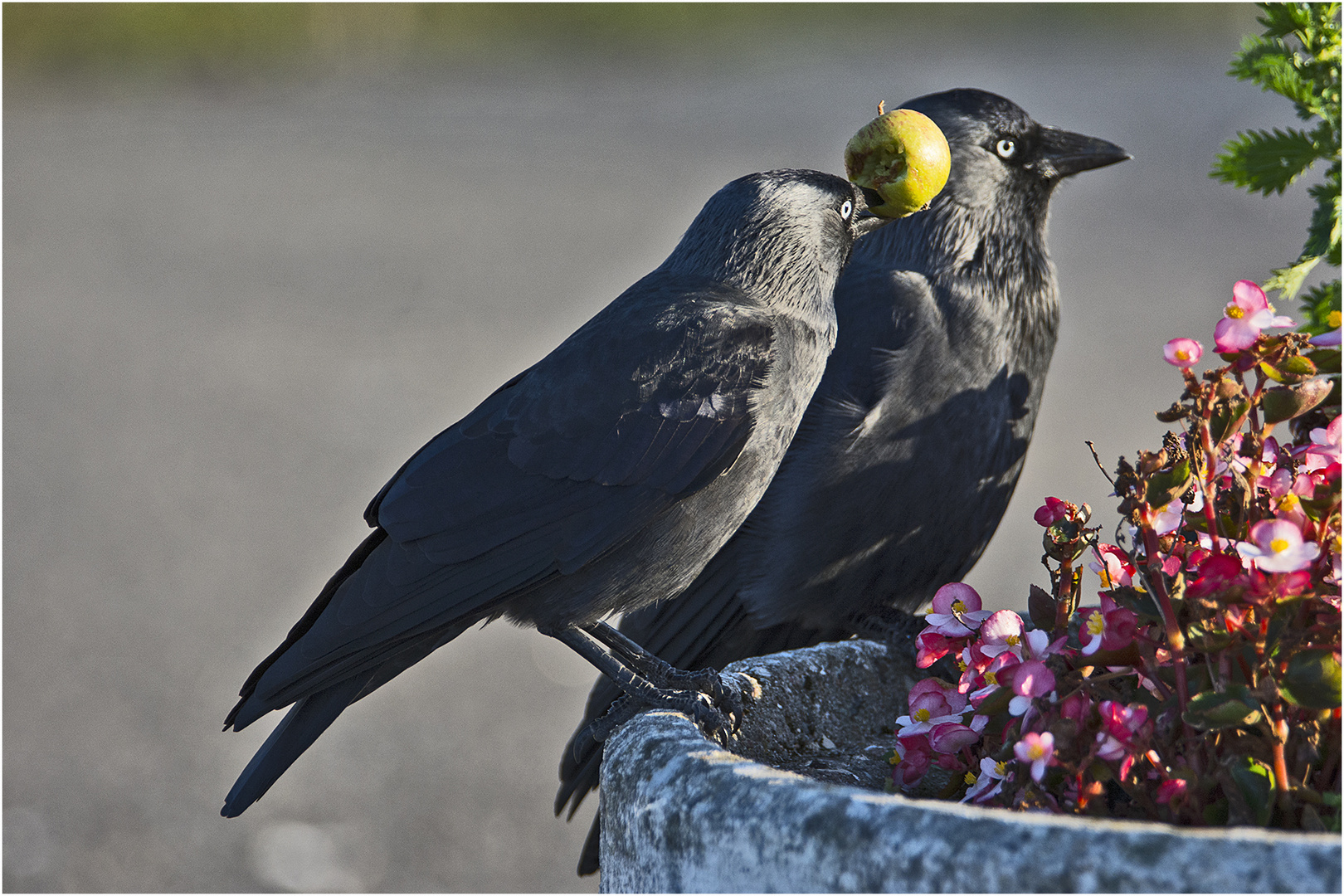 "Adam und Eva" - Diese Dohlen . . .