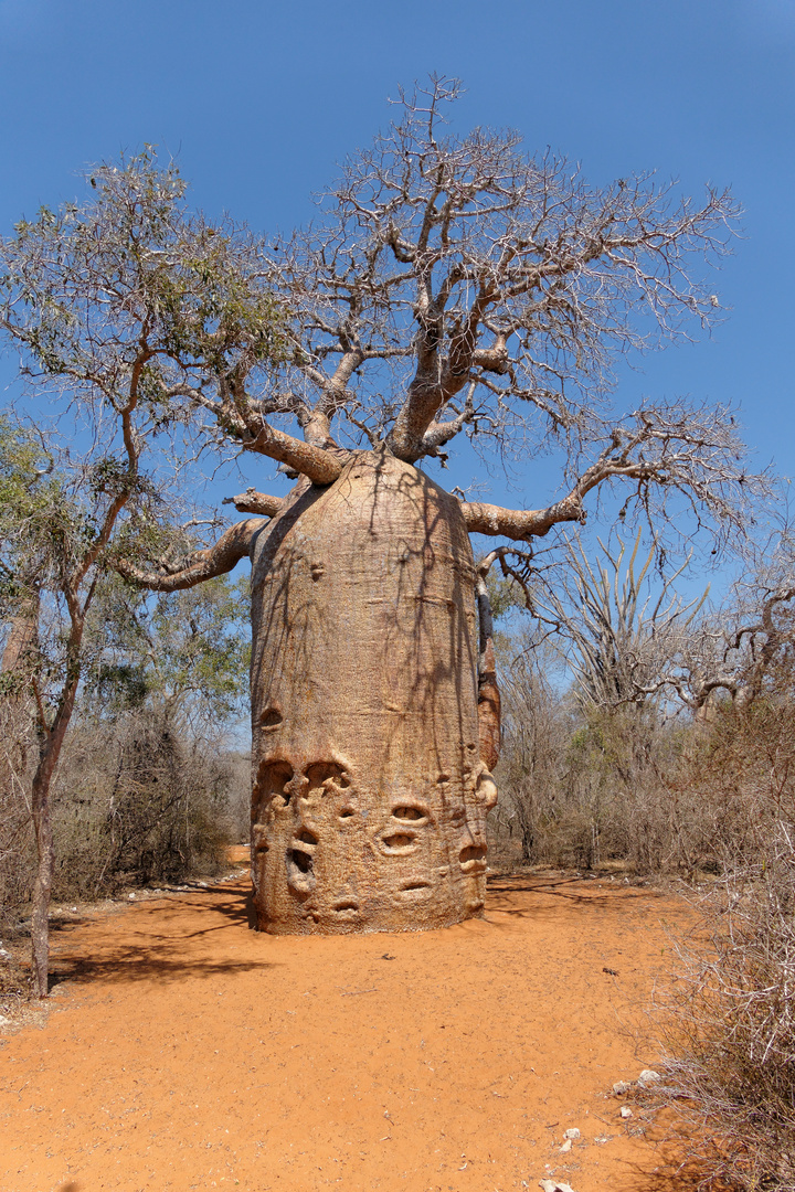 Adansonia rubrostipa