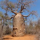 Adansonia rubrostipa