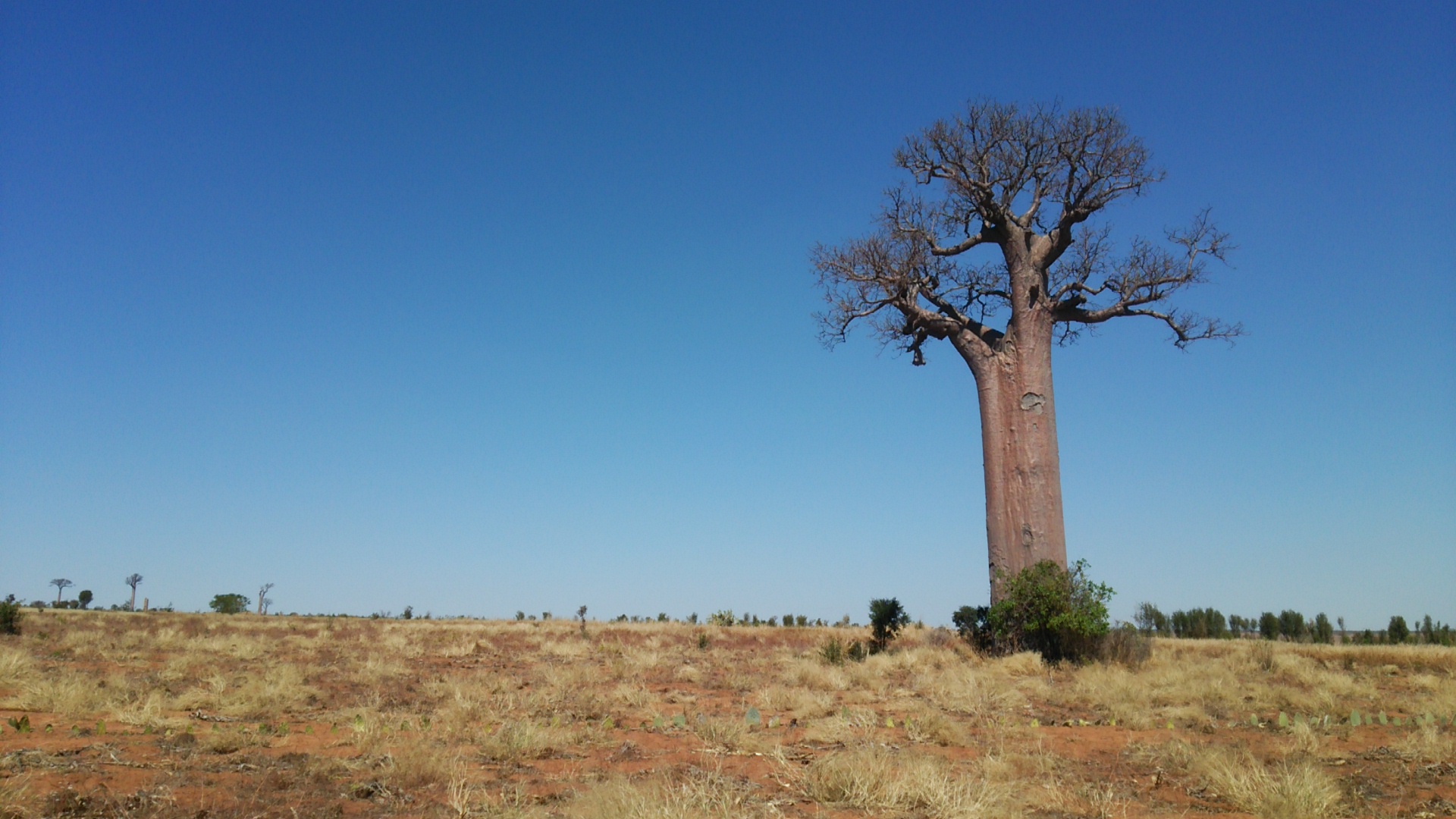 Adansonia za Affenbrottbaum