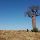 Adansonia za Affenbrottbaum