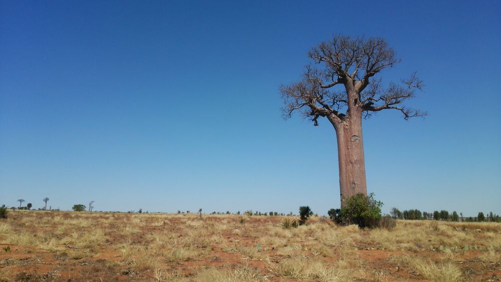Adansonia za Affenbrottbaum Foto & Bild baum, madagaskar