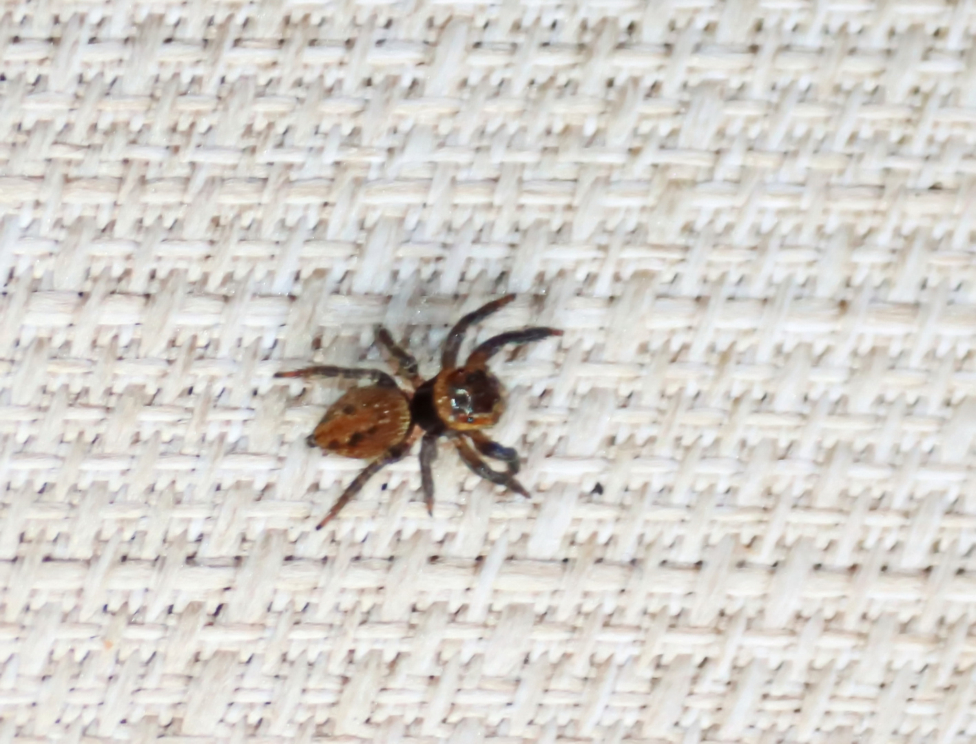 Adanson's House Jumping Spider