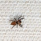 Adanson's House Jumping Spider