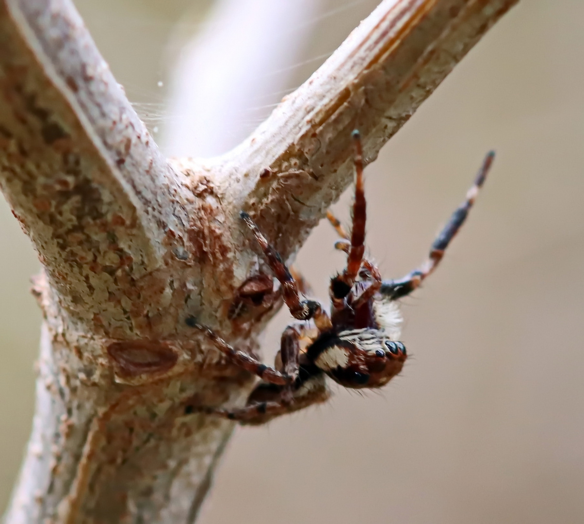 Adanson's house jumping spider (Doku) + 3 Bilder