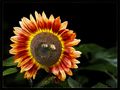 Sonnenblume mit Feuerkranz by FMW51