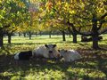 Kuh_le Erholung im Kirschgarten von Uli Geißler