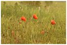 Einfach nur Mohn :-) by MadlensFotografie80