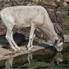 Addax-Antilope