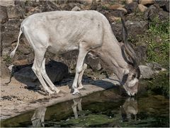 Addax-Antilope