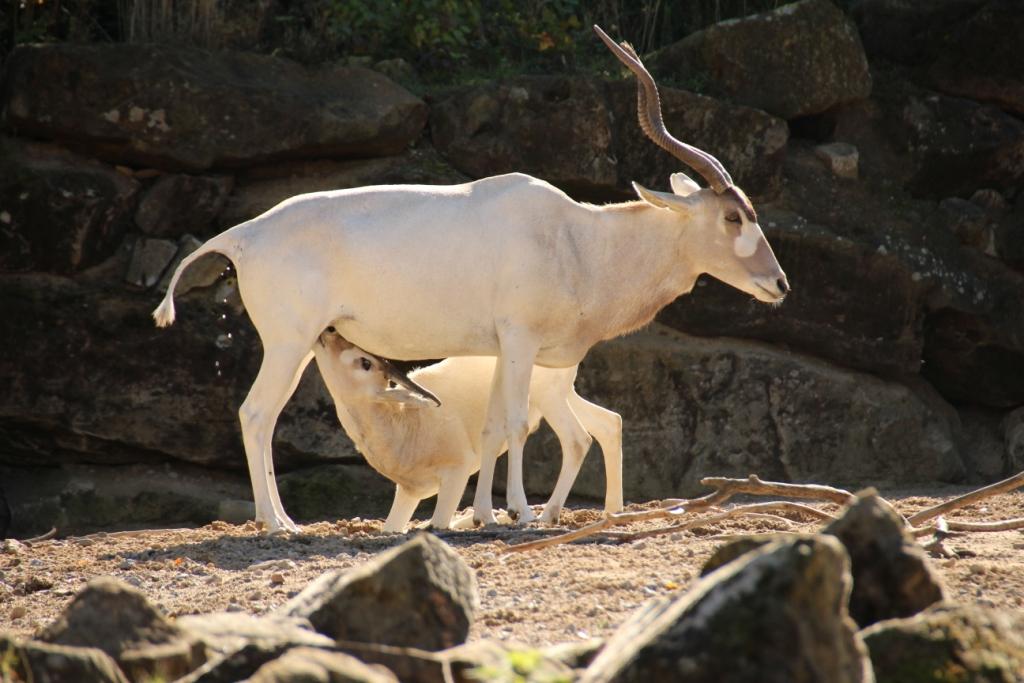 Addax