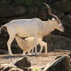 Addax