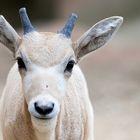 Addax-Junges