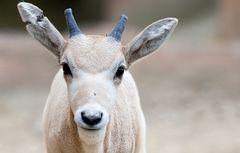 Addax-Junges