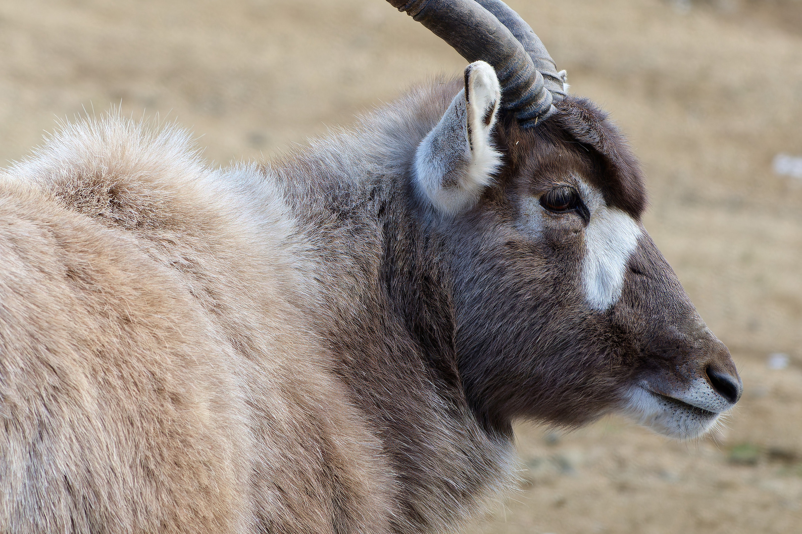 Addax (Mendesantilope) Portrait