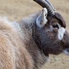 Addax (Mendesantilope) Portrait