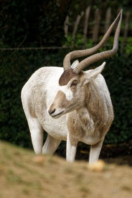 Addaxantilope