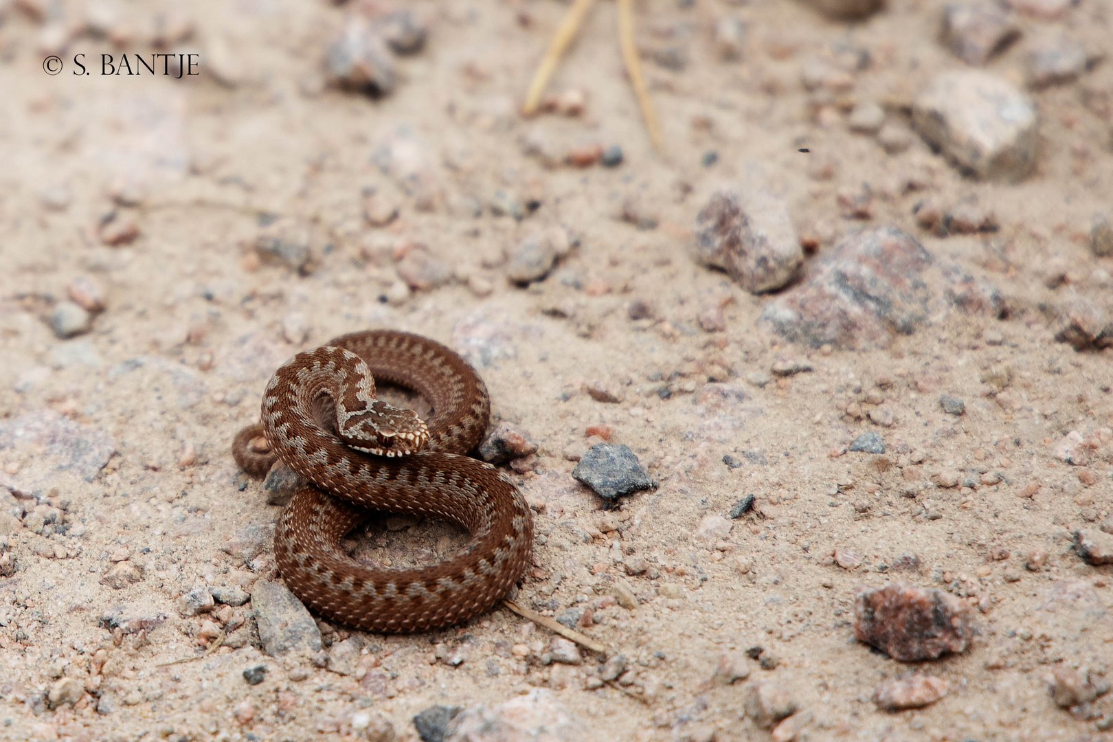 Adder