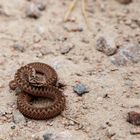 Adder