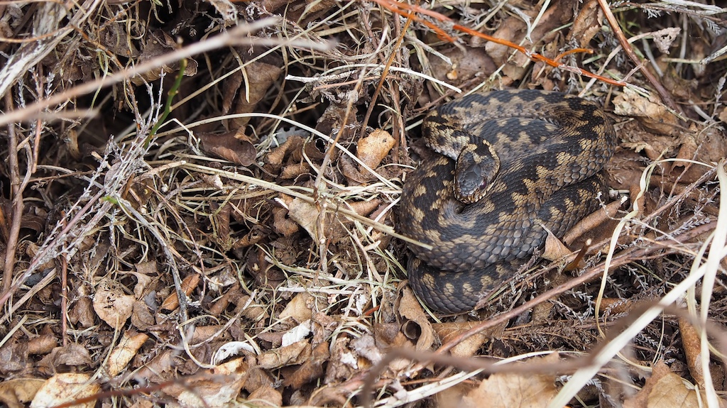 Adder in Haaksbergen