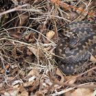 Adder in Haaksbergen