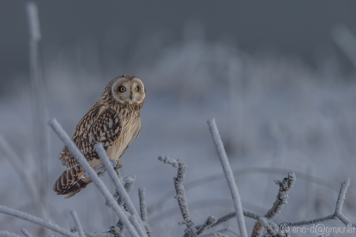 Addicted for the Short-Eared Owls (1)