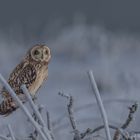 Addicted for the Short-Eared Owls (1)