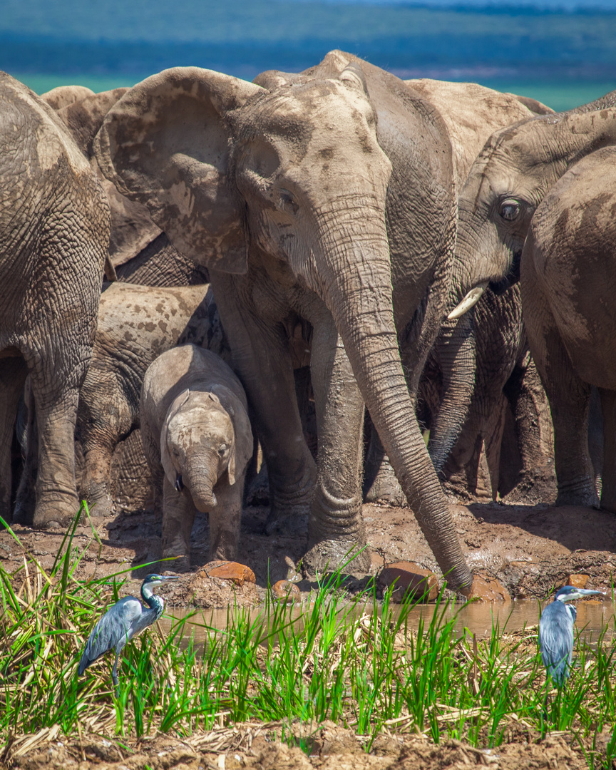 Addo Elefanten Park