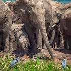 Addo Elefanten Park