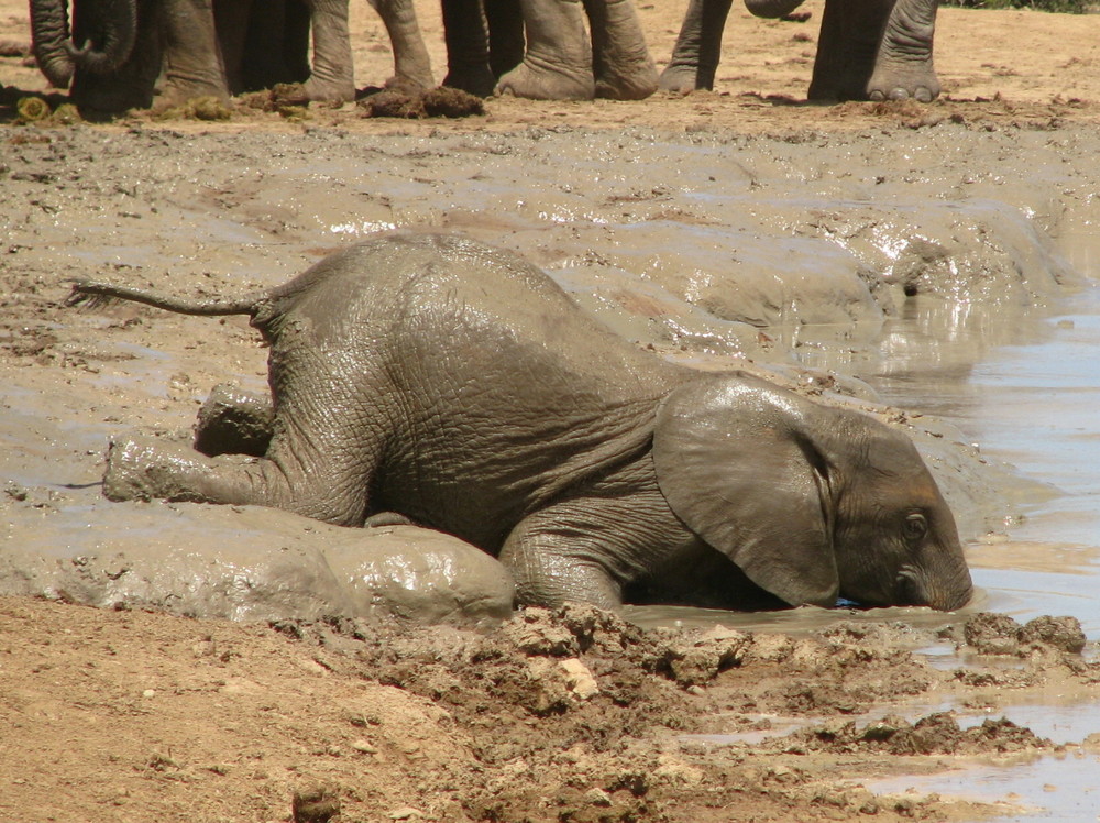 ADDO-Elephant