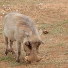 Addo Elephant National Park