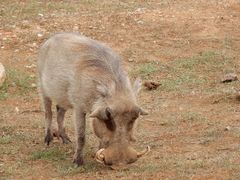 Addo Elephant National Park
