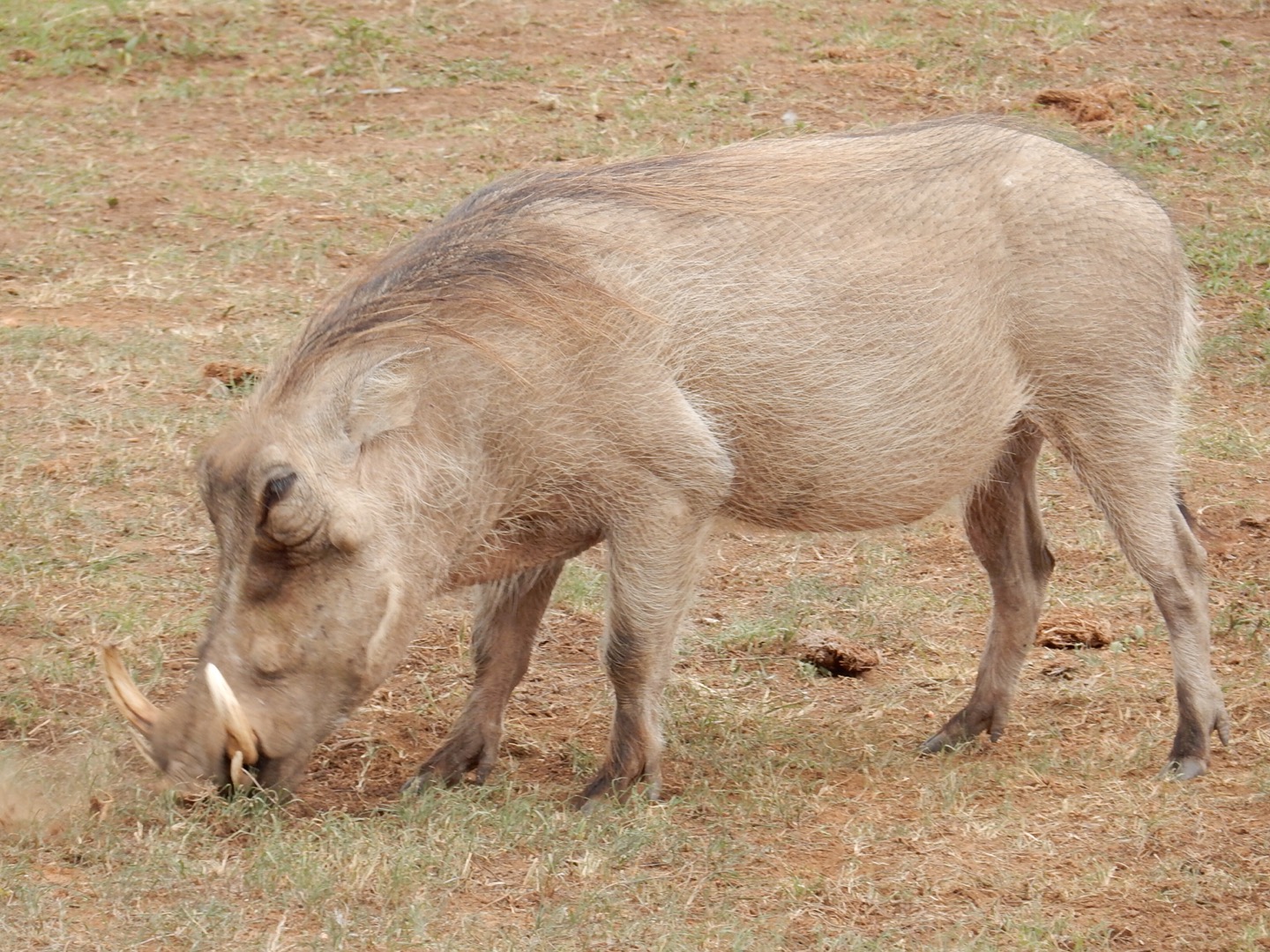 Addo Elephant National Park