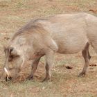 Addo Elephant National Park