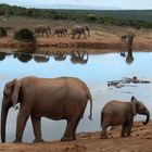 Addo Elephant National Park