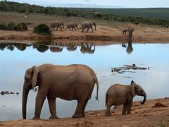 Addo Elephant National Park