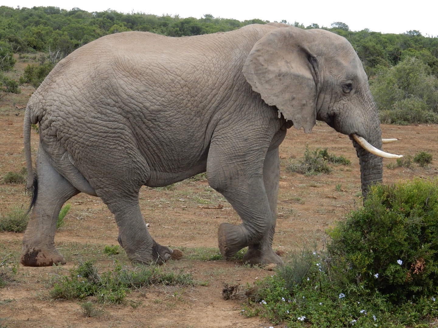 Addo Elephant National Park