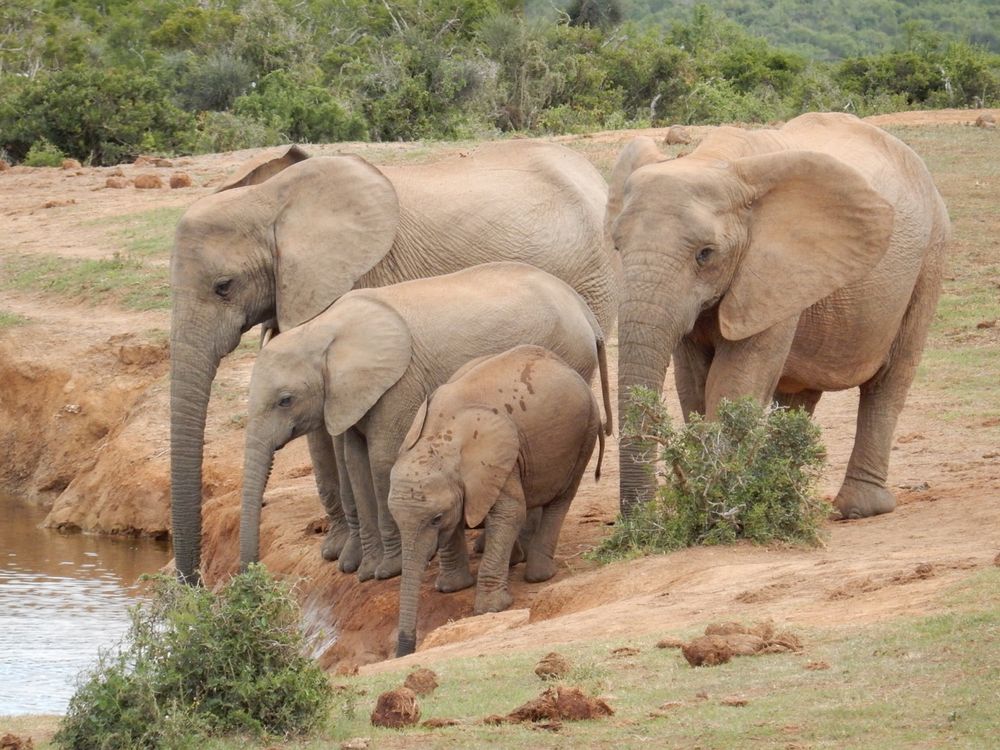 Addo Elephant National Park