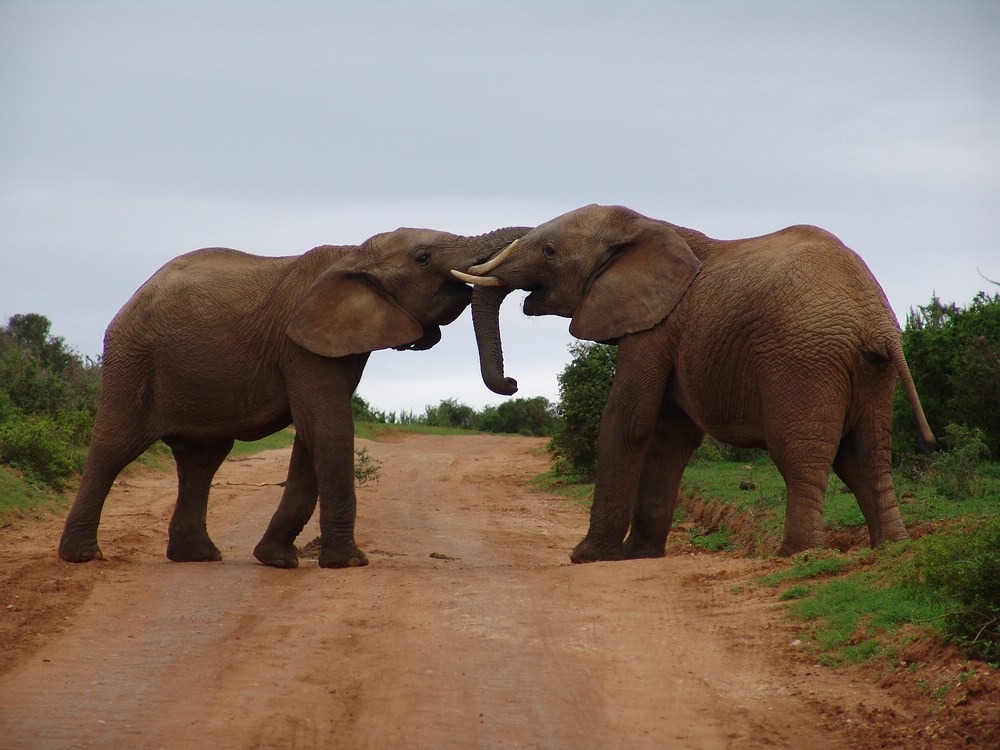 Addo Elephant, National Park, Südafrika
