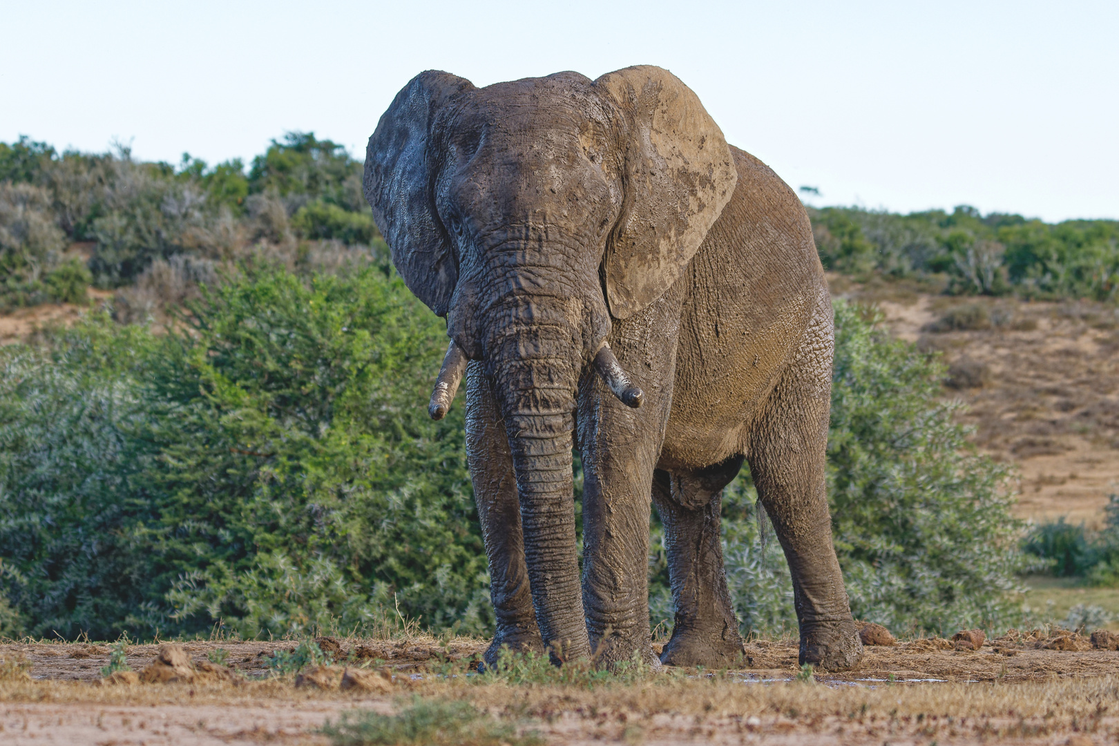 Addo Elephant Nationalpark_100