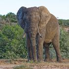 Addo Elephant Nationalpark_100