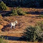 Addo Elephant Nationalpark_30