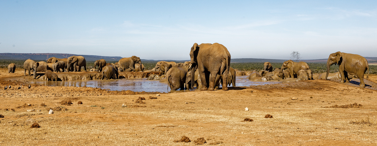 Addo Elephant Nationalpark_34