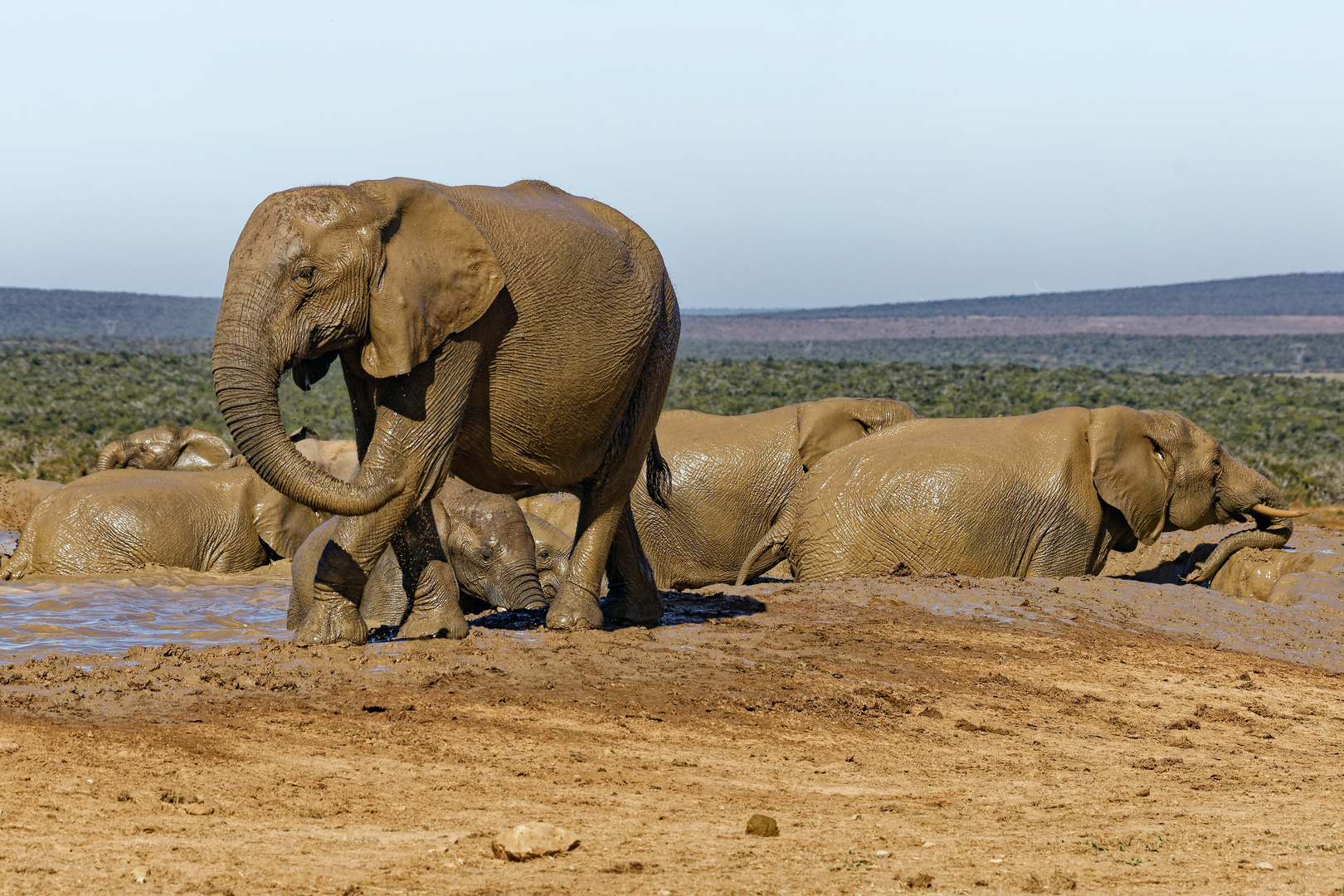 Addo Elephant Nationalpark_35