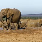 Addo Elephant Nationalpark_35