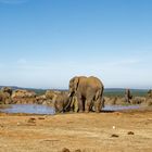 Addo Elephant Nationalpark_36