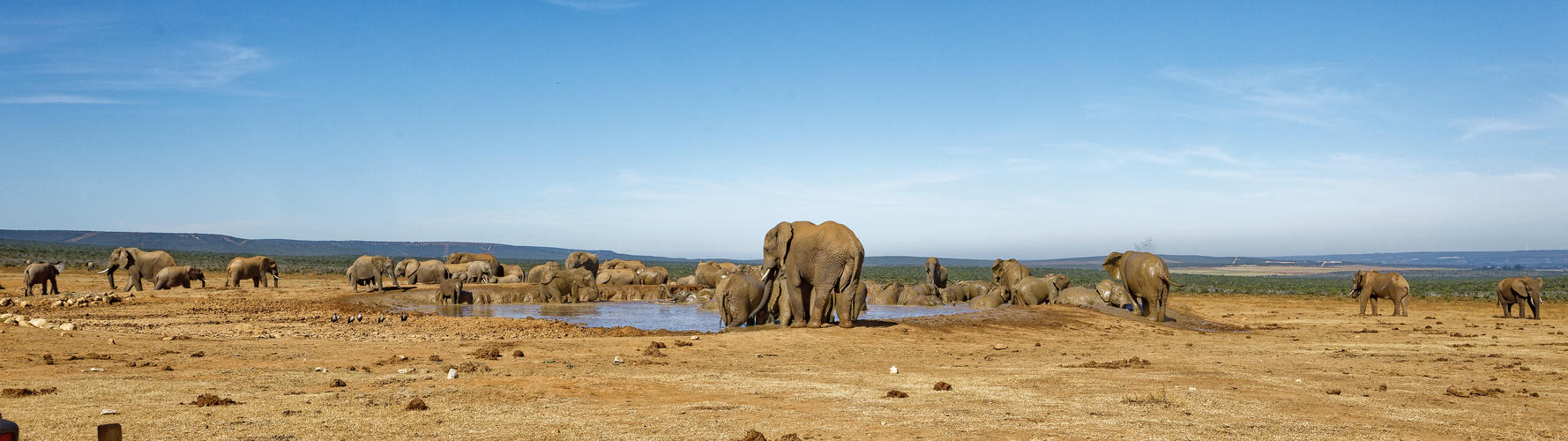 Addo Elephant Nationalpark_36