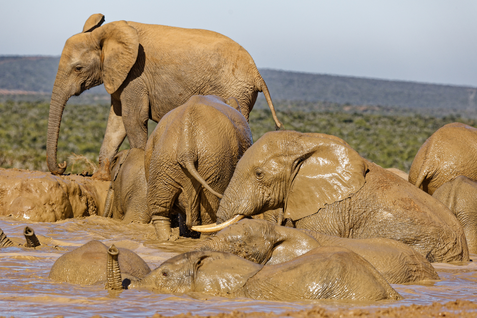 Addo Elephant Nationalpark_37