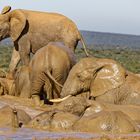 Addo Elephant Nationalpark_37